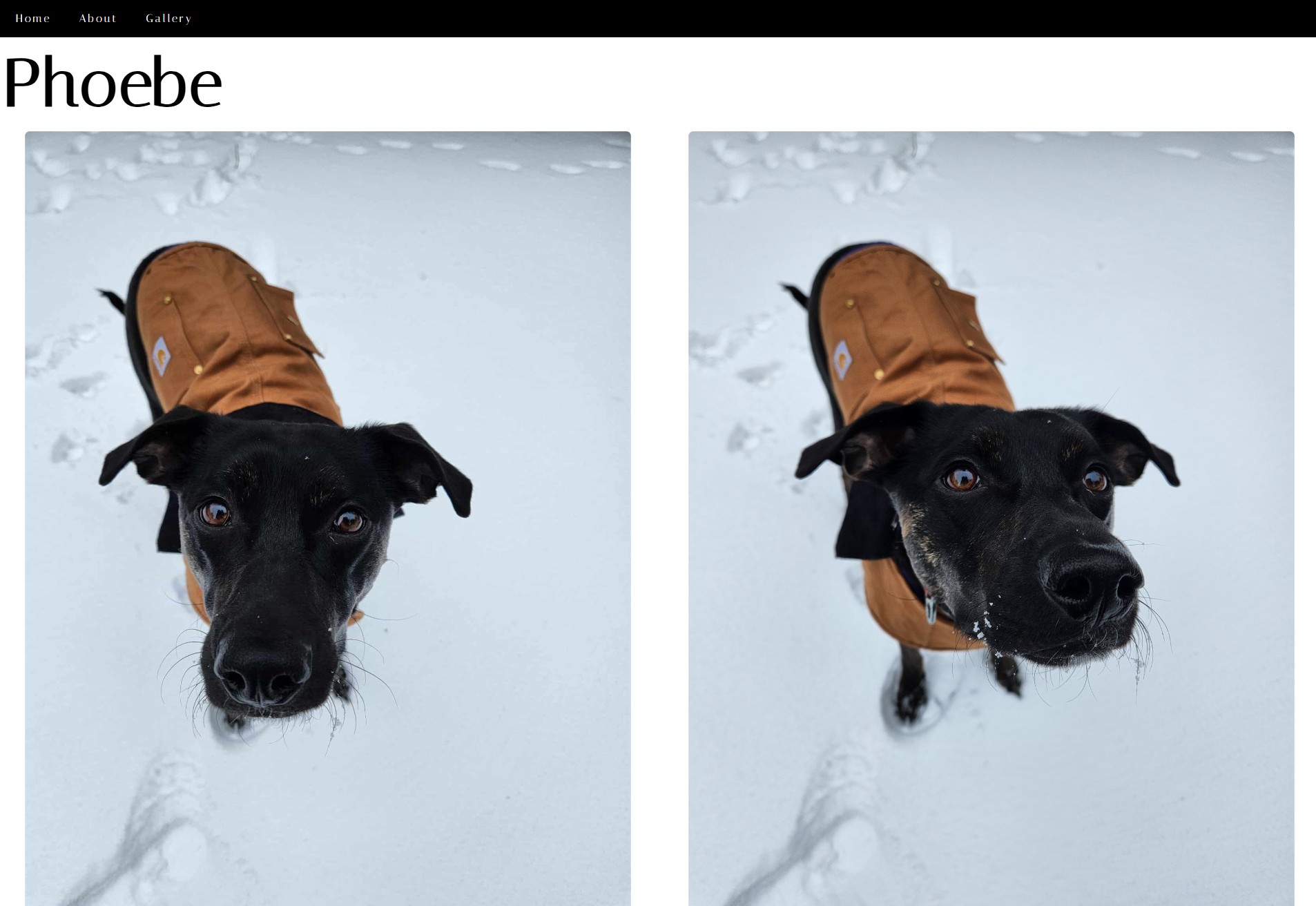 The website homepage is displayed. Two photos are shown on the page, each showing a black dog with brown eyes standing in the snow in a light brown jacket, staring up at the camera. The two photos are slightly different angles of the same dog.